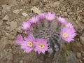 Echinocereus adustus v.schwartzii