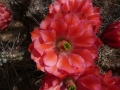 Echinocereus polyacanthus v.gilbertus