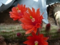 Echinocereus scheerii v.koehresianus