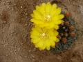 Matucana aureiflora.JPG